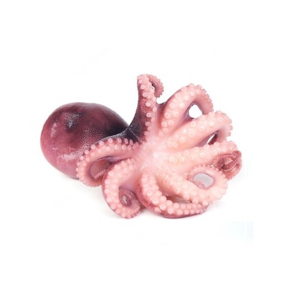 octopus_181303-4864